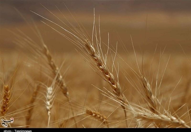 پایان مهلت قانونی دولت برای اعلام نرخ های خرید تضمینی انتها مهلت قانونی دولت برای اعلام نرخ های خرید تضمینی