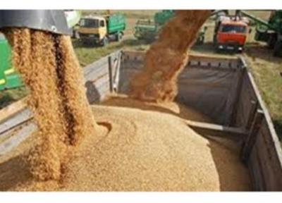 سیاست ارزی دولت نو در حوزه کالاهای اساسی مشخص تکلیف گردد