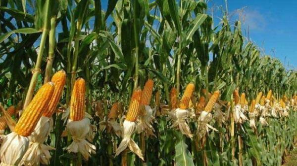 برداشت ذرت علوفه ای در مشهد به ایستگاه پایانی نزدیک می شود برداشت ذرت علوفه ای در مشهد به ایستگاه پایانی نزدیک می شود