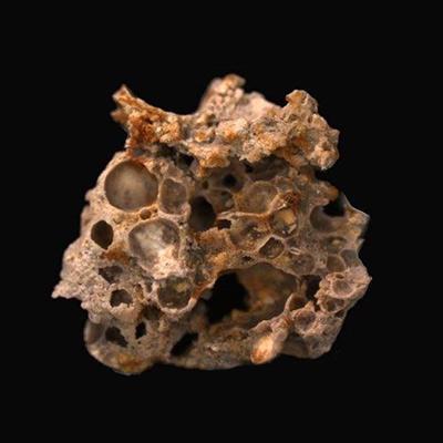 کشف قدیمی ترین فسیل با قدمت 1.6 میلیارد سال