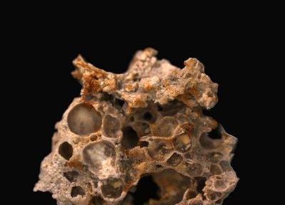 کشف قدیمی ترین فسیل با قدمت 1.6 میلیارد سال