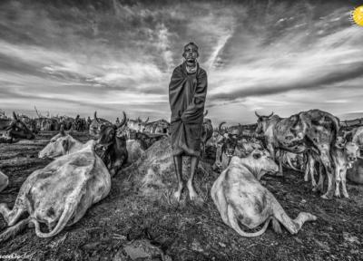 آخرین ثانیه های زندگی یک گورخر؛ بهترین عکس سال آفریقا