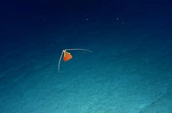 دانشمندان برای اولین بار از یک عروس دریایی که همنوع خود را می خورد، فیلم گرفتند