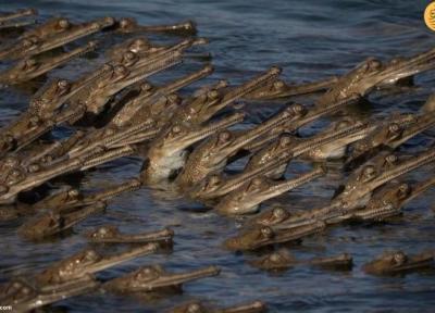 تصاویر باورنکردنی از تمساح های پوزه باریک گنگی